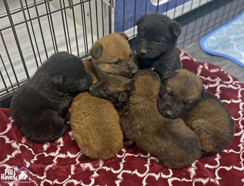 7 puppies