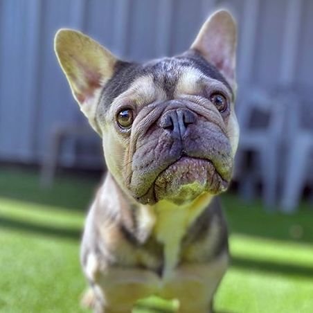 AJ (PetFinder)