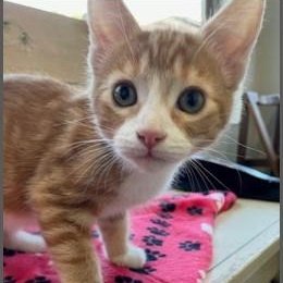 Angus (PetFinder)