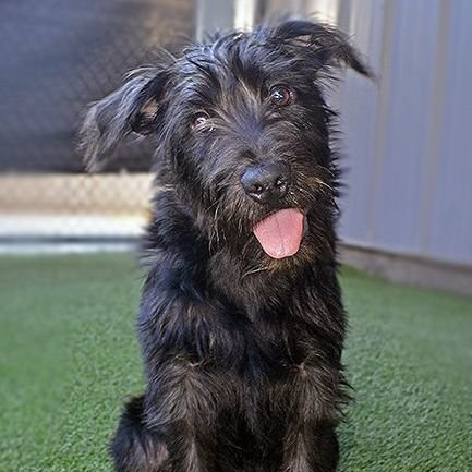 Angus (PetFinder)