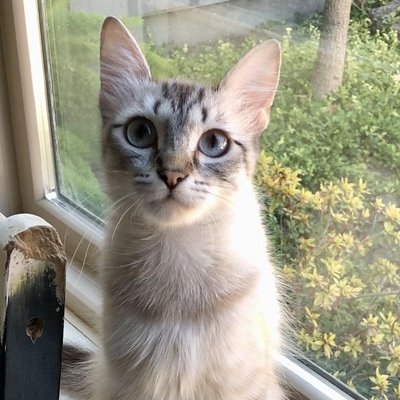 Anubis (PetFinder)