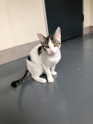 Ash (PetFinder)