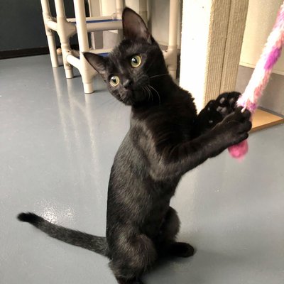 Ava (PetFinder)