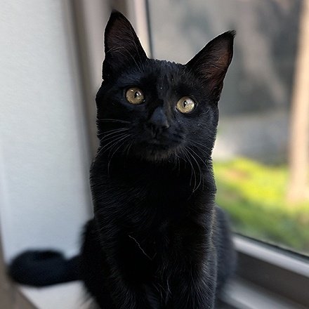 Bellatrix (PetFinder)