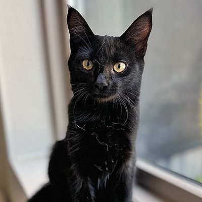 Bellatrix (PetFinder)