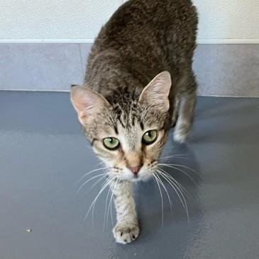 Betsy (PetFinder)