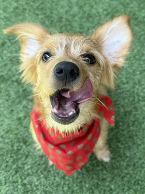 Biscotti (PetFinder)