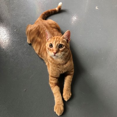 Blaze (PetFinder)
