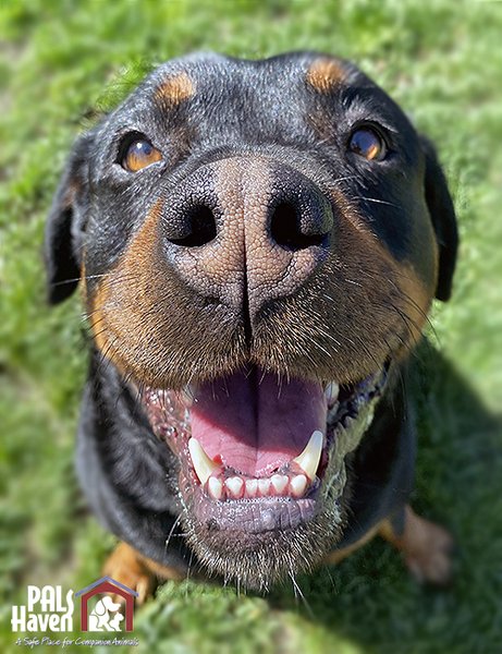 Kona Boop the Snoot