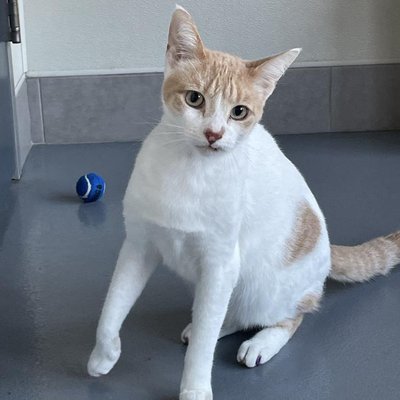 Bruno (PetFinder)