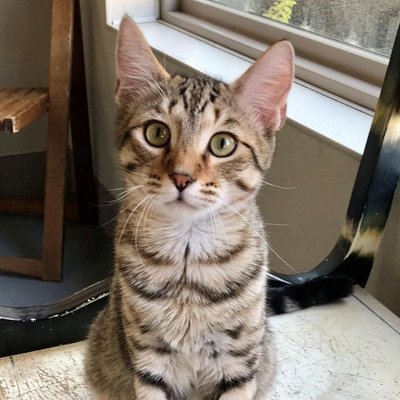 Buddy (PetFinder)