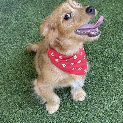 Cannoli (PetFinder)
