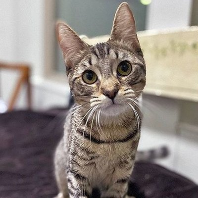 Carmen (PetFinder)