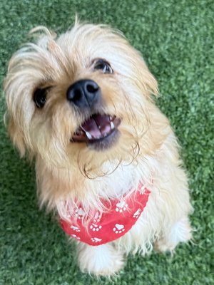 Churro (PetFinder)