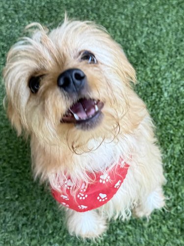 Churro (PetFinder)