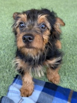 Cookie (PetFinder)