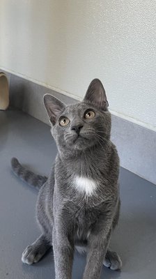 Corey (PetFinder)
