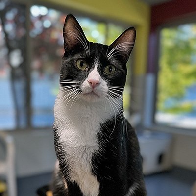 Crowfeather (PetFinder)