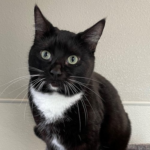 Delilah (PetFinder)