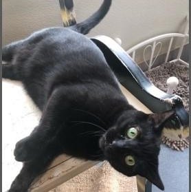 Della (PetFinder)