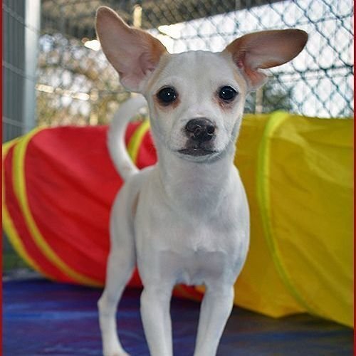 Dustin (PetFinder)