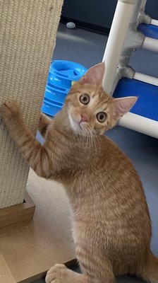 Dutch (PetFinder)