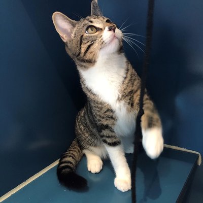 Dwight (PetFinder)