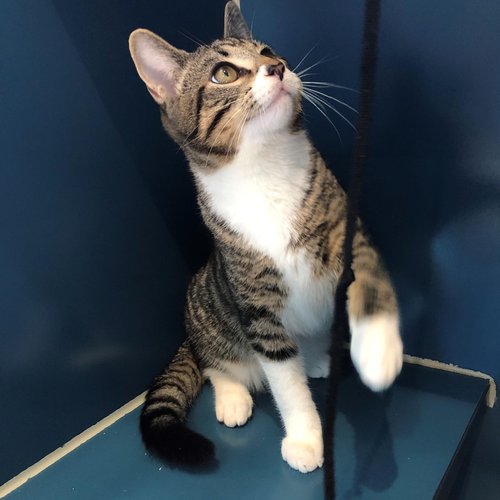 Dwight (PetFinder)
