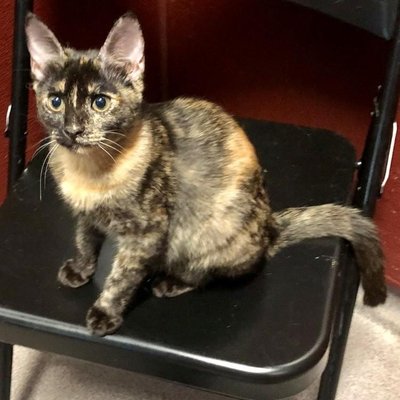 Eclipse (PetFinder)