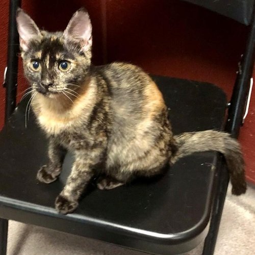 Eclipse (PetFinder)