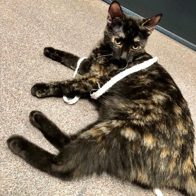 Ember (PetFinder)