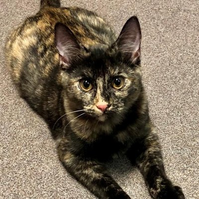 Envy (PetFinder)