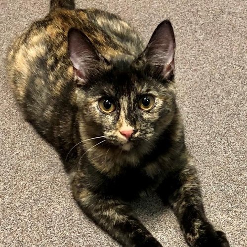 Envy (PetFinder)