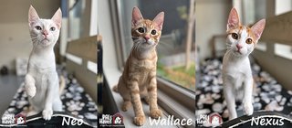 Kitten Banner