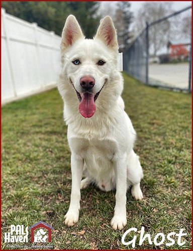 Ghost (PetFinder)