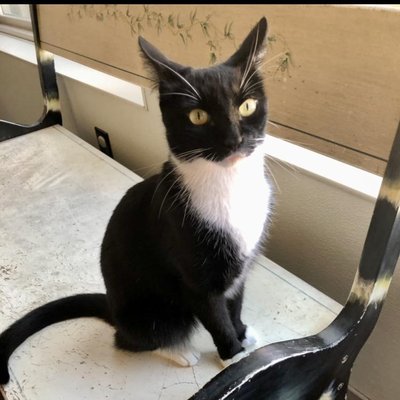 Gypsy (PetFinder)