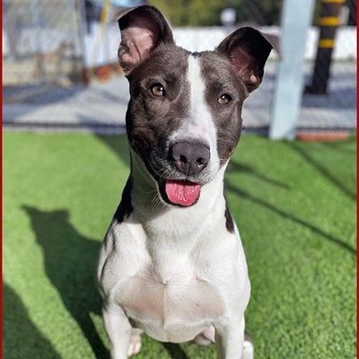 Harper (PetFinder)