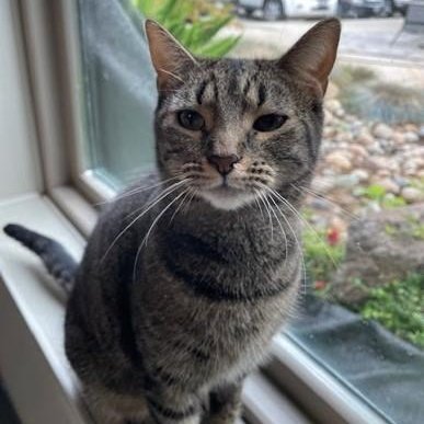 Hera (PetFinder)