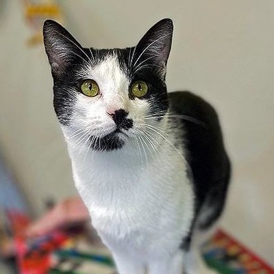 James (PetFinder)