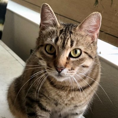 Joyce (PetFinder)