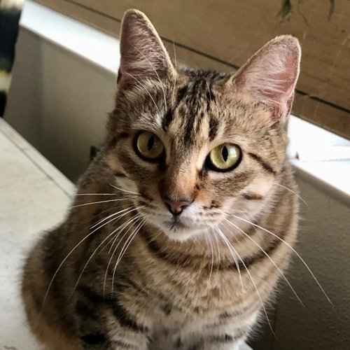 Joyce (PetFinder)