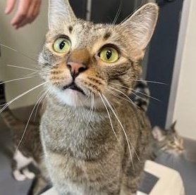 Keith (PetFinder)