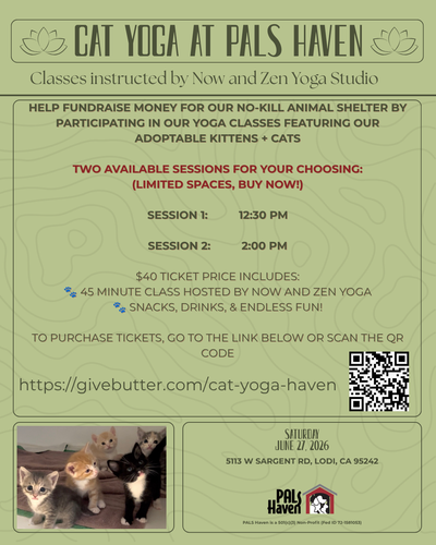 Kitten Yoga '26