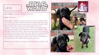 Leia