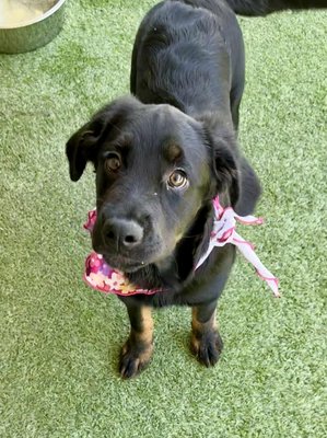 Leia (PetFinder)