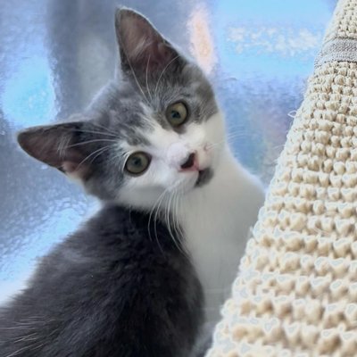 Liam (PetFinder)