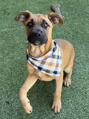 Luke (PetFinder)