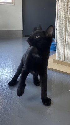 Mick (PetFinder)