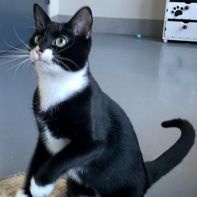 Monica (PetFinder)
