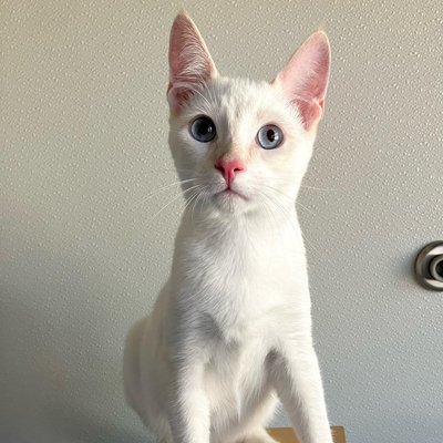 Neo (PetFinder)